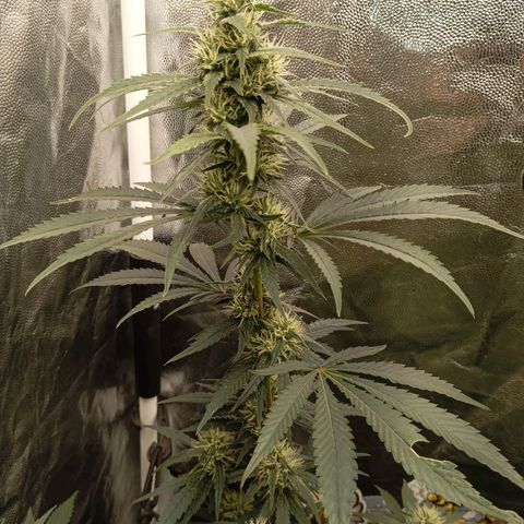 PINEAPPLE LARRY OG growlog timeline photo