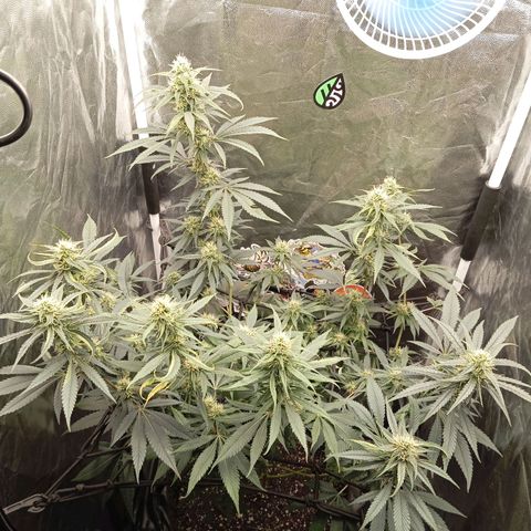PINEAPPLE LARRY OG growlog timeline photo