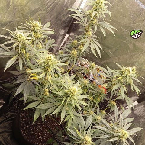 PINEAPPLE LARRY OG growlog timeline photo