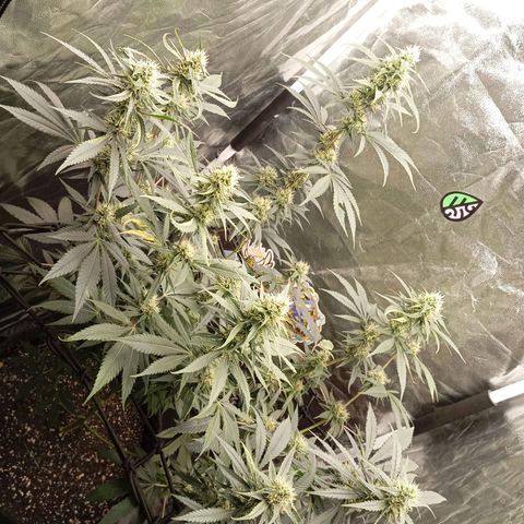 PINEAPPLE LARRY OG growlog timeline photo