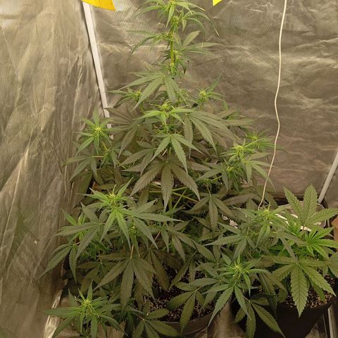ORIGINAL SKUNK AUTO growlog timeline photo