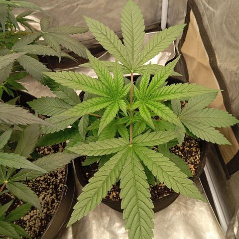 KORENJI growlog timeline photo