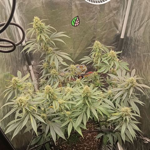 PINEAPPLE LARRY OG growlog timeline photo