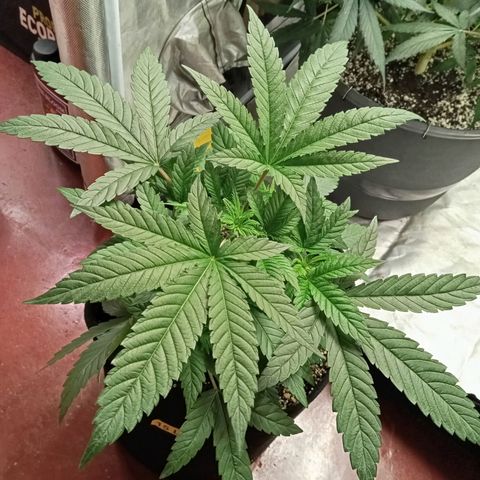 KORENJI growlog timeline photo