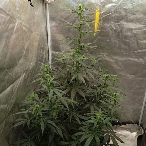 ORIGINAL SKUNK AUTO growlog timeline photo