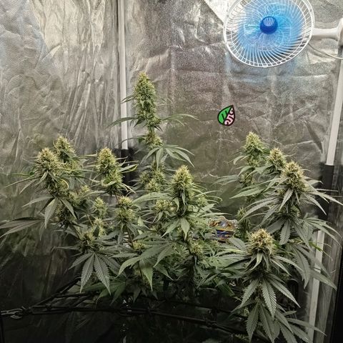 PINEAPPLE LARRY OG growlog timeline photo