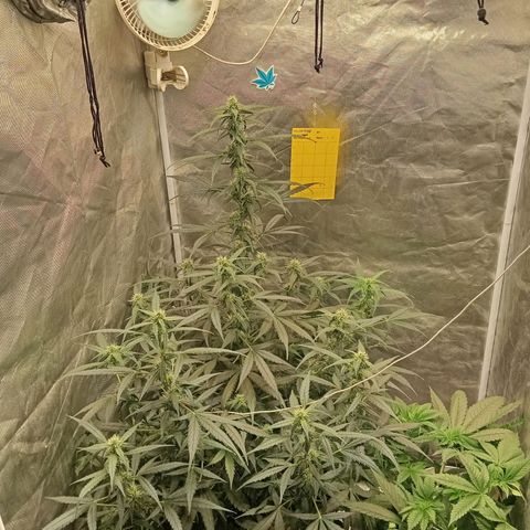 ORIGINAL SKUNK AUTO growlog timeline photo