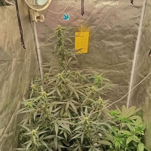 ORIGINAL SKUNK AUTO growlog timeline photo