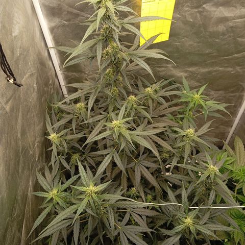 ORIGINAL SKUNK AUTO growlog timeline photo