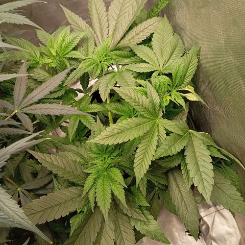 KORENJI growlog timeline photo