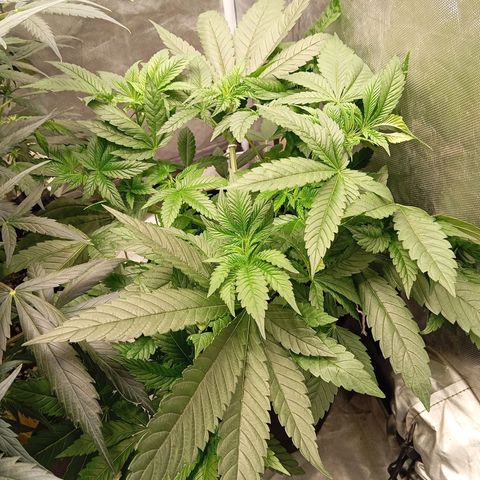 KORENJI growlog timeline photo