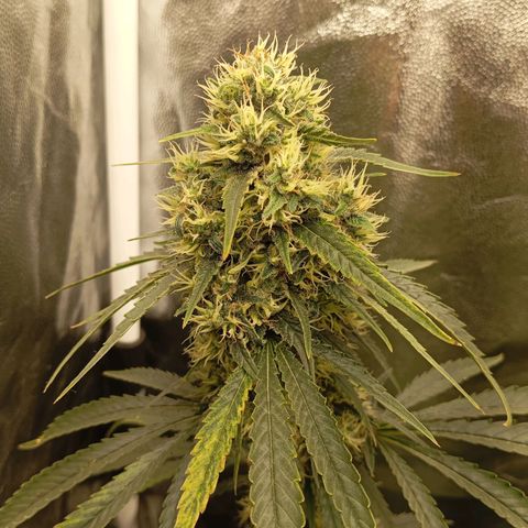 PINEAPPLE LARRY OG growlog timeline photo