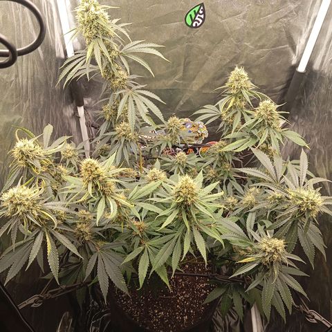 PINEAPPLE LARRY OG growlog timeline photo