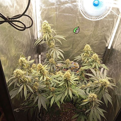 PINEAPPLE LARRY OG growlog timeline photo