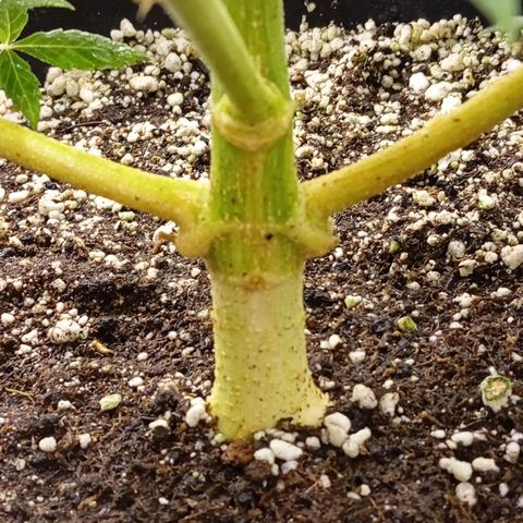 ORIGINAL SKUNK AUTO growlog timeline photo