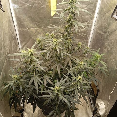 ORIGINAL SKUNK AUTO growlog timeline photo