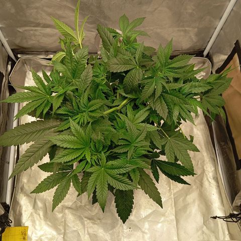 ORIGINAL SKUNK AUTO growlog timeline photo