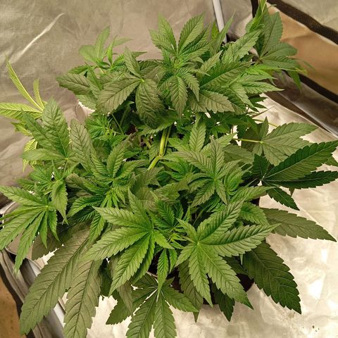 KORENJI growlog timeline photo