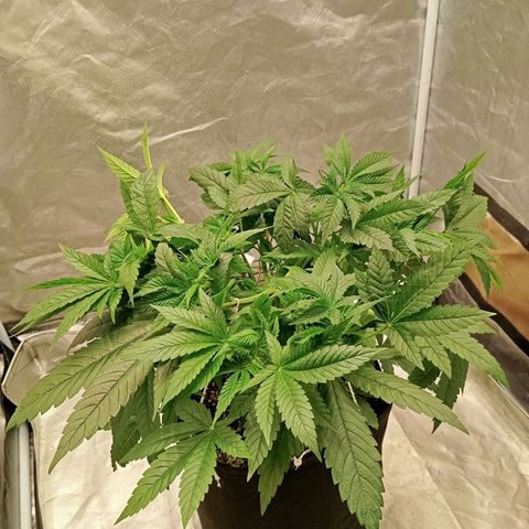 KORENJI growlog timeline photo