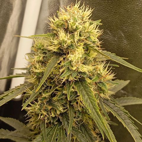 PINEAPPLE LARRY OG growlog timeline photo
