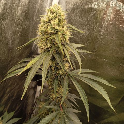 PINEAPPLE LARRY OG growlog timeline photo