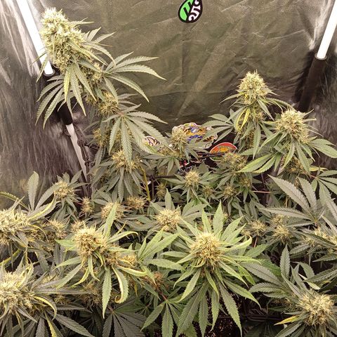 PINEAPPLE LARRY OG growlog timeline photo