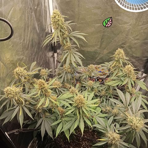 PINEAPPLE LARRY OG growlog timeline photo