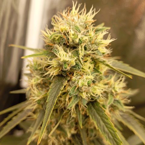 PINEAPPLE LARRY OG growlog timeline photo