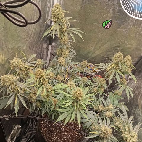 PINEAPPLE LARRY OG growlog timeline photo