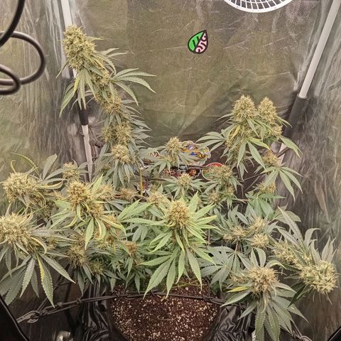 PINEAPPLE LARRY OG growlog timeline photo