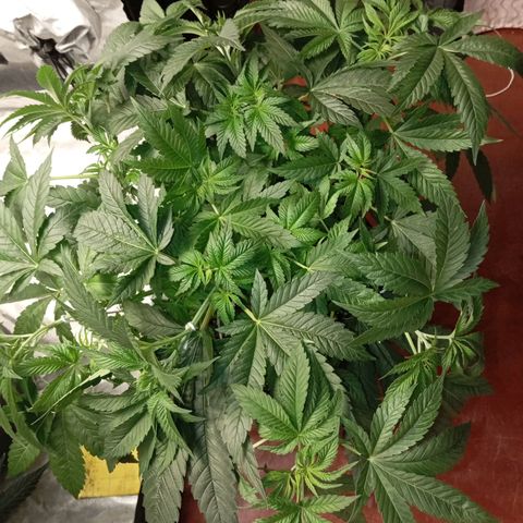 KORENJI growlog timeline photo