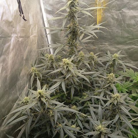ORIGINAL SKUNK AUTO growlog timeline photo