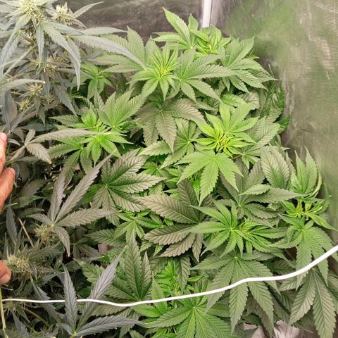 KORENJI growlog timeline photo