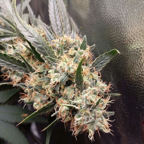 PINEAPPLE LARRY OG growlog timeline photo