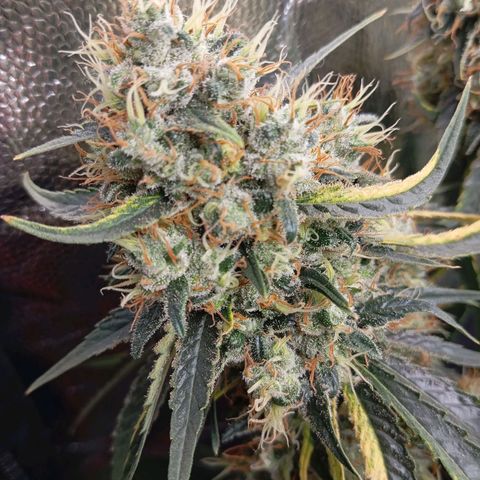 PINEAPPLE LARRY OG growlog timeline photo