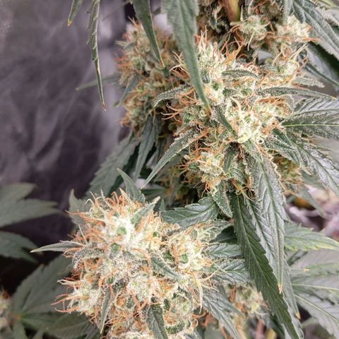 PINEAPPLE LARRY OG growlog timeline photo