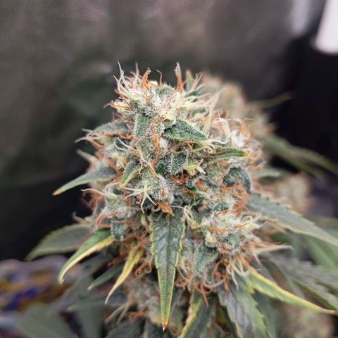 PINEAPPLE LARRY OG growlog timeline photo