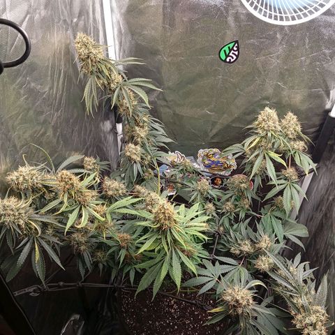 PINEAPPLE LARRY OG growlog timeline photo
