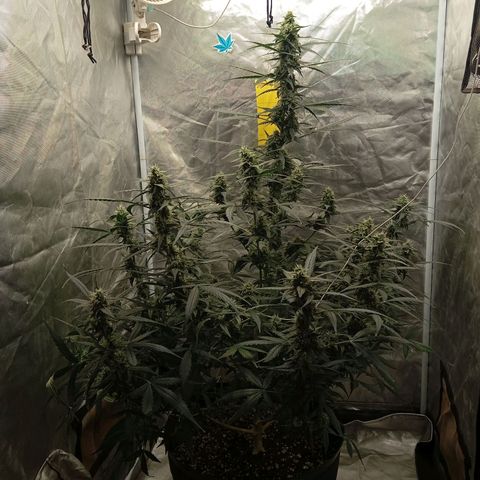ORIGINAL SKUNK AUTO growlog timeline photo