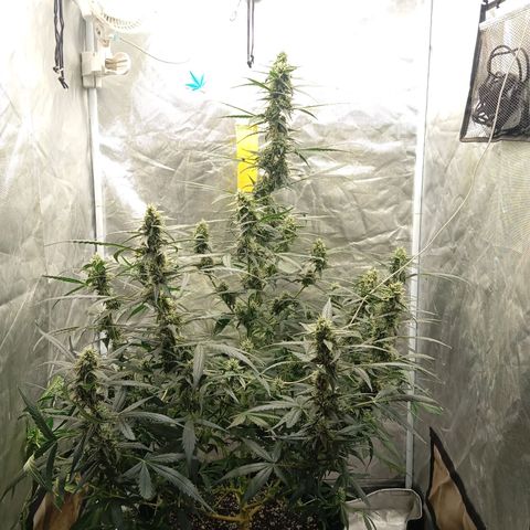ORIGINAL SKUNK AUTO growlog timeline photo