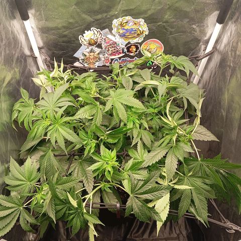 KORENJI growlog timeline photo