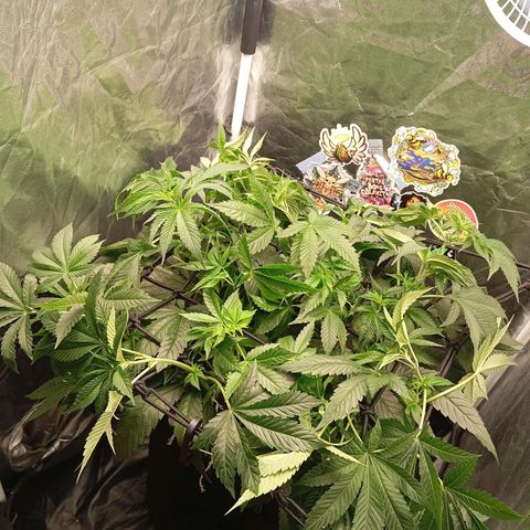 KORENJI growlog timeline photo