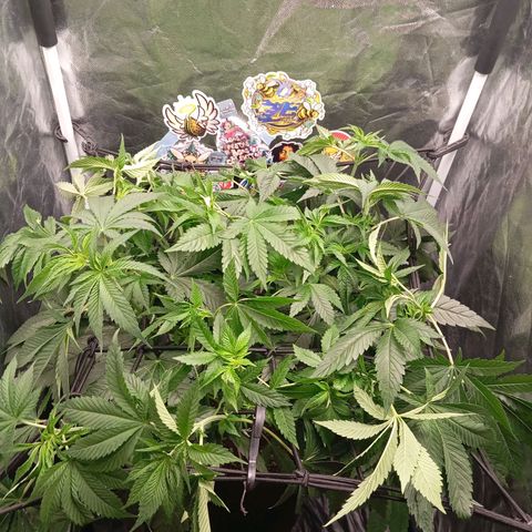 KORENJI growlog timeline photo