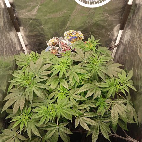 KORENJI growlog timeline photo