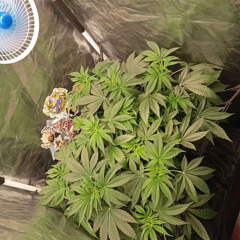 KORENJI growlog timeline photo