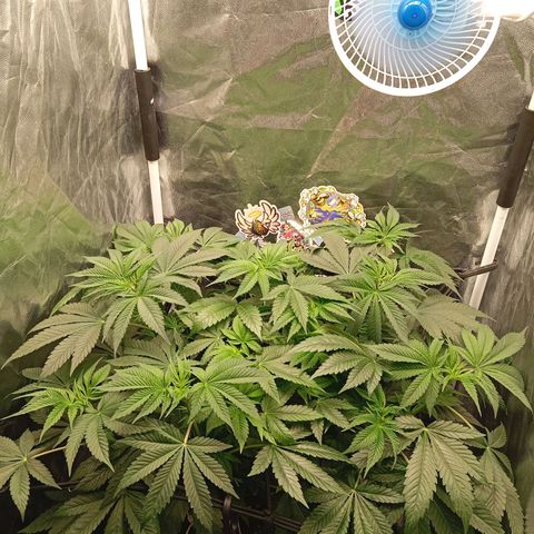 KORENJI growlog timeline photo
