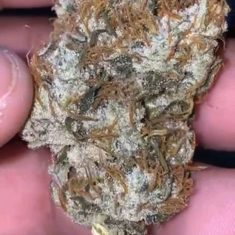 PINEAPPLE LARRY OG growlog timeline photo