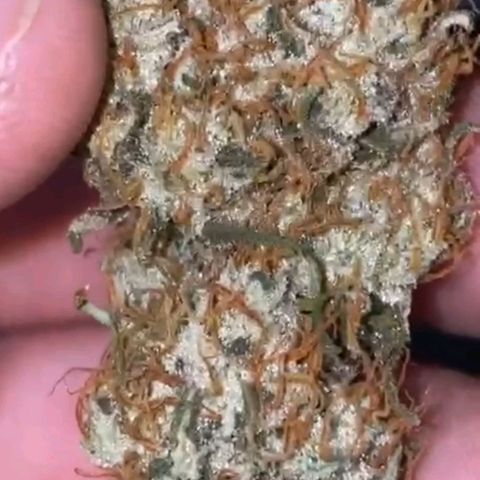 PINEAPPLE LARRY OG growlog timeline photo