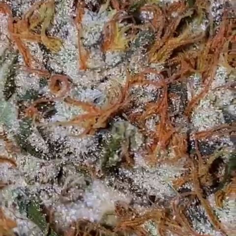 PINEAPPLE LARRY OG growlog timeline photo