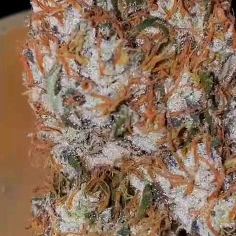 PINEAPPLE LARRY OG growlog timeline photo